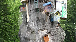 Colorful bird houses hang old dead tree trunk in park. 4K
