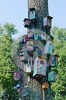 Colorful bird houses nest box hang old tree trunk