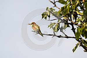 Colorful bird and its hunt. Green yellow nature background. Bird: European Bee eater. Merops apiaster. Czech Republic