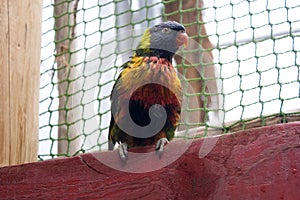 Colorful bird Lories parrot