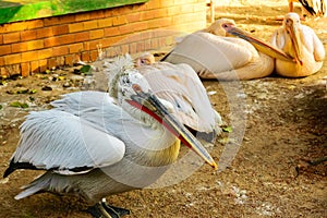 Colorful bird male pelican raised in captivity