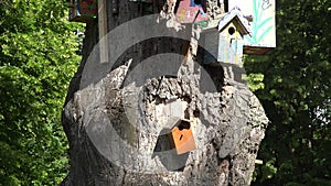 Colorful bird nesting boxes houses hang old dead tree trunk in park. 4K