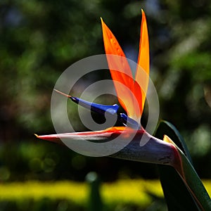 Colorful Bird of Paradise blooming in the spring