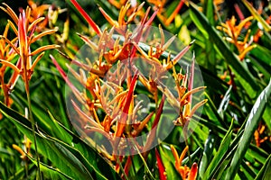 Colorful Bird of Paradise flower background