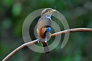 Colorful bird Silver-breasted broadbil