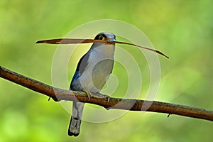 Colorful bird Silver-breasted broadbil