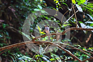 Colorful bird Silver-breasted broadbil photo