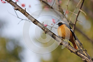 A colorful bird standing on the peach branch