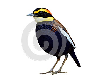 colorful bird of Thailand, male of Malayan banded pitta