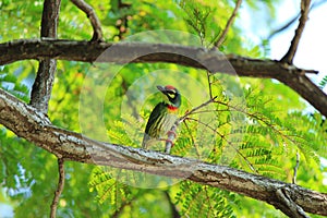 Colorful Bird