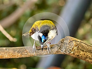 Colorful bird is watching from the branch