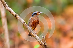 Colorful of bird White-throated Rock Thrush on branch