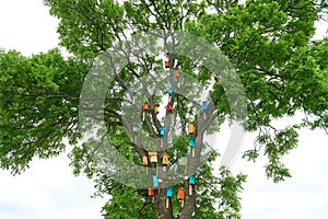 Colorful birdhouses on a big tree. nature protection concept
