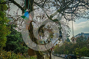 Colorful birdhouses hanging on trees