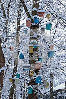 Colorful birdhouses, houses and bird feeders. on a tree in winter