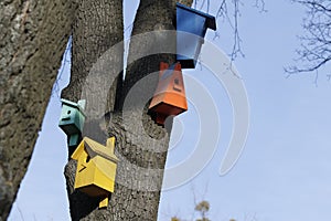 Colorful birdhouses on the tree up on the tree