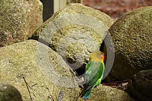 Colorful birds agapornis parrot and budgerigar