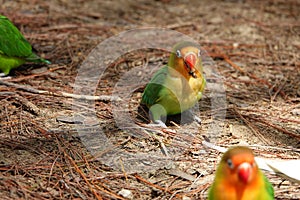 Colorful birds agapornis parrot and budgerigar