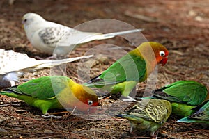 Colorful birds agapornis parrot and budgerigar