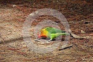 Colorful birds agapornis parrot and budgerigar