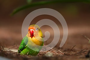 Colorful birds agapornis parrot and budgerigar