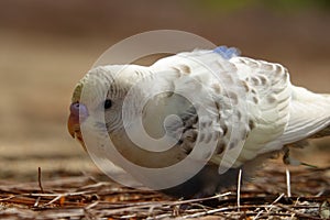 Colorful birds agapornis parrot and budgerigar