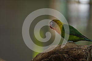 Colorful birds agapornis parrot and budgerigar