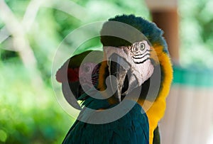 Colorful birds, blue and gold macaw green background