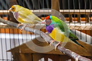 Colorful birds in cage