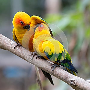 Colorful birds