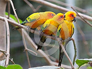 Colorful birds
