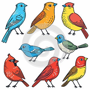 Colorful birds illustration featuring multiple avian species. Variety songbirds presented vibrant photo