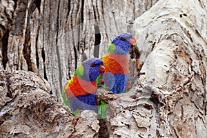 Vistoso loro observación de aves en incoloro un árbol naturaleza en 