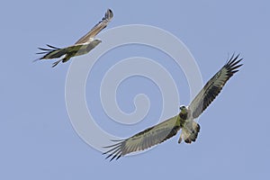 Colorful Birds in Nature  of southern thailand