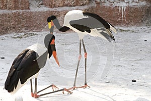 Colorful Birds - Storks