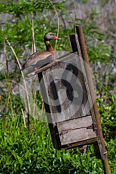 A Colorful Black-bellied Whistling Duck Protecting His Home.