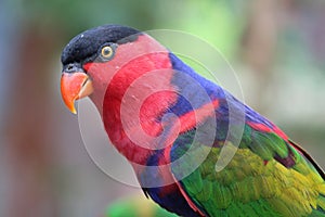 Colorful black-capped lorikeet