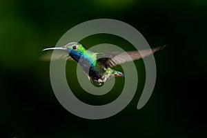 Colorful Black-throated Mango caught in flight against a black background
