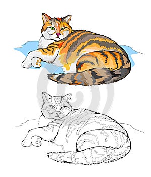 Colorful and black and white page for coloring book. Illustration of a cute fat cat. Printable worksheet for children homework