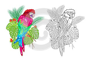 Colorful and black and white page for coloring book. Illustration of cute parrot. Printable worksheet for children exercise book.
