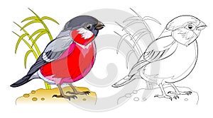 Colorful and black and white page for coloring book for kids. Fantasy drawing of cute little bullfinch on white background.