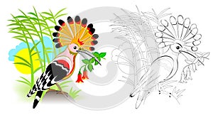 Colorful and black and white page for coloring book for kids. Fantasy illustration of cute hoopoe with bright feathering.