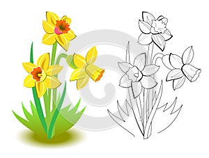 Colorful and black and white pattern for coloring. Illustration of spring yellow daffodils flowers in the garden.