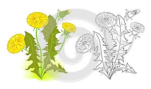 Colorful and black and white template for coloring. Illustration of a dandelion. Draw the greeting card with flowers. Worksheet