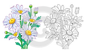 Colorful and black and white template for coloring. Illustration of a garden daisies. Draw the greeting card with flowers.