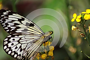 Colorful black, yellow, white butterfly on a flower photo