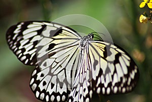 Colorful black, yellow and white butterfly flying toward a yellow flower photo