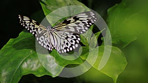 Colorful black, yellow and white butterfly on green leaves photo