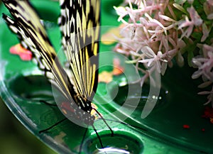 Colorful black, yellow and white butterfly on a Plato drinking nectar photo