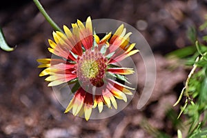 A colorful blanket flower